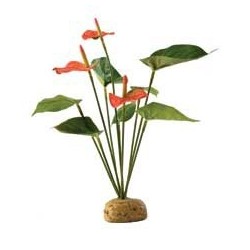 PLANTA" ANTHURIUM BUSH"