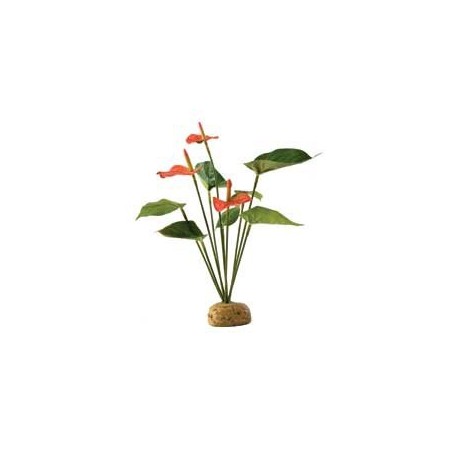 PLANTA" ANTHURIUM BUSH"