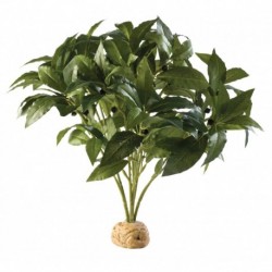 PLANTA" LAUREL BUSH"