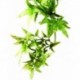 PLANTA" CROTON" MD.