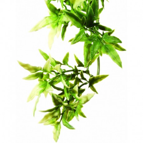 PLANTA" CROTON" MD.