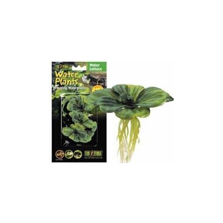 PLANTA " LECHUGA DE AGUA"  FLOTANTE