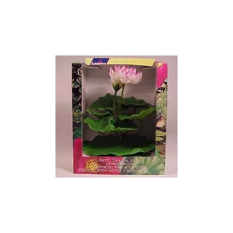 LOTUS TROPICAL BRANCA/ROSA EXTRA