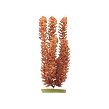 PLANTA  20 CM FOXTAIL  - BLISTER