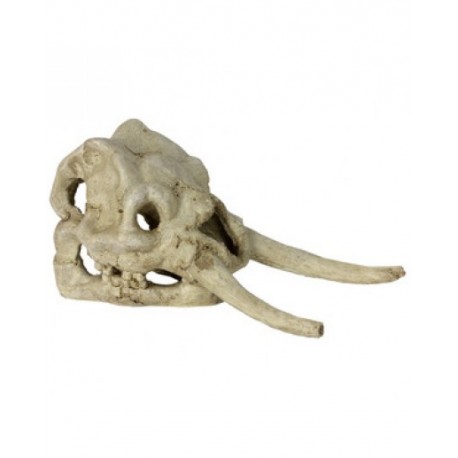 DECOR. CRÃNIO DINOSAURO 22X11X12.5CM