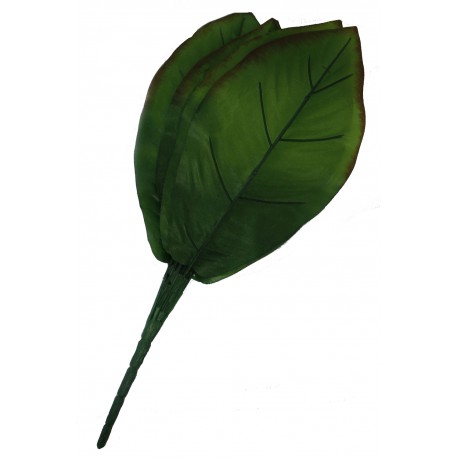 Planta Cala
