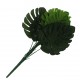 Planta Philodendron