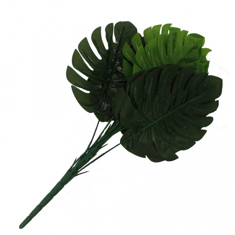 Planta Philodendron