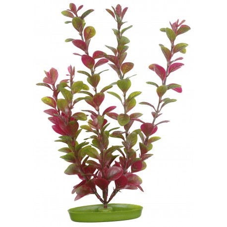 PLANTA 20 CM  RED LUDWIGIA  - BLISTER
