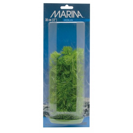 PLANTA 12,5 CM HORN WORT - BLISTER