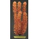 PLANTA 30 CM FOXTAIL-BLISTER
