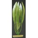 PLANTA 20 CM  AMAZON SWORD  - BLISTER