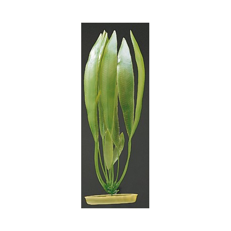 PLANTA 20 CM  AMAZON SWORD  - BLISTER