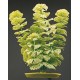 PLANTA 30 CM AMBULIA-BLISTER