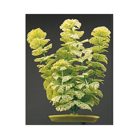 PLANTA 30 CM AMBULIA-BLISTER