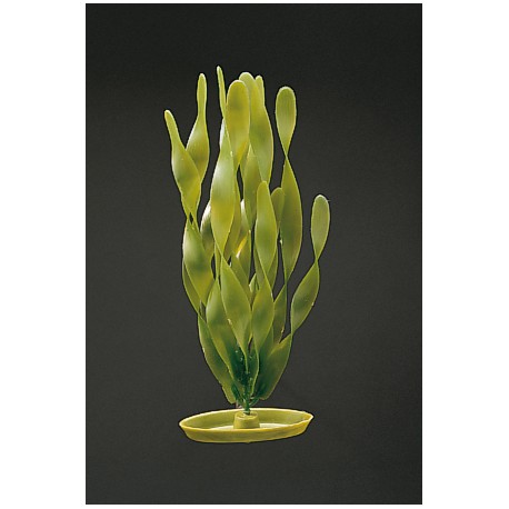 PLANTA  20 CM VALLISNERIA  - BLISTER