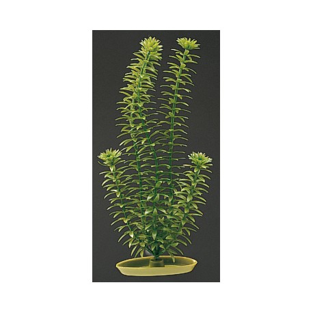 PLANTA 12,5 CM ANACHARIS - BLISTER