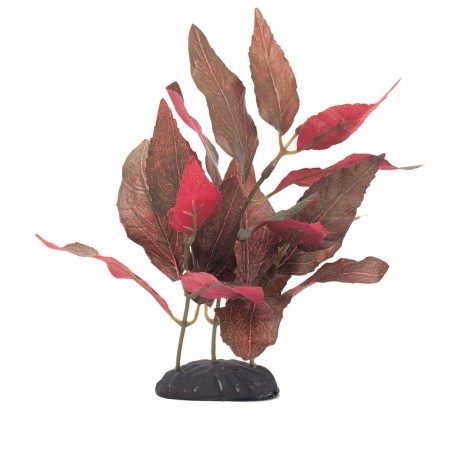 Planta 20 cm Althernathera Cardinalis