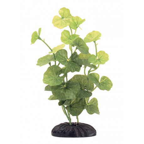 PLANTA 15 CM HYDROCOTYLE LEUCOCEPHALA