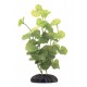 PLANTA 20 CM HIDROCOTYLE LEUCEPHALA