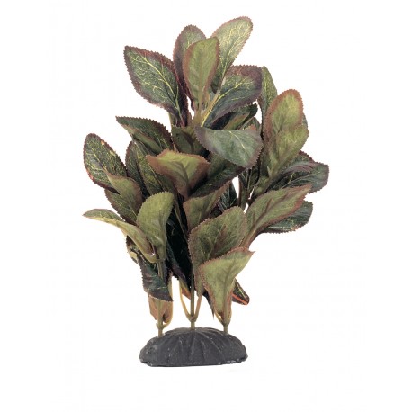 PLANTA 20 CM LOBELIA CARDINALIS