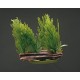 PLANTA 7 CM WILLOW MOSS