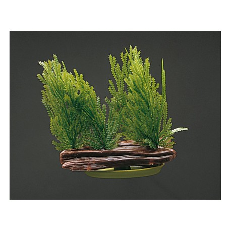 PLANTA 7 CM WILLOW MOSS
