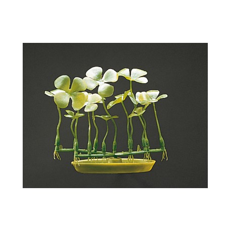 PLANTA 7 CM FOUR LEAF CLOVER