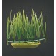 PLANTA 7 CM MICRO SAGITARIA