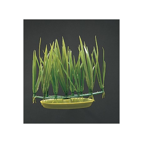 PLANTA 7 CM MICRO SAGITARIA