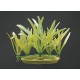 PLANTA 7 CM PIGMYCHAIN SWORD