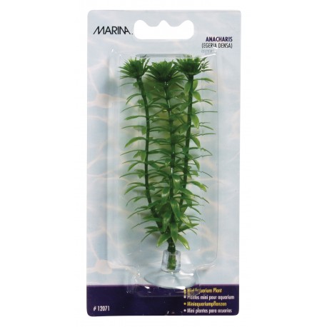 Planta 10cm Marina Anacharis blister