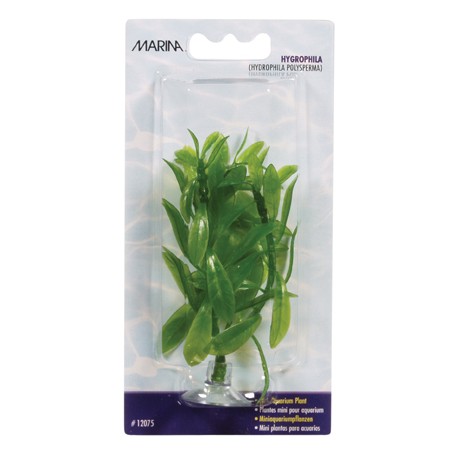 Planta 10cm Marina Hygrophilia blister
