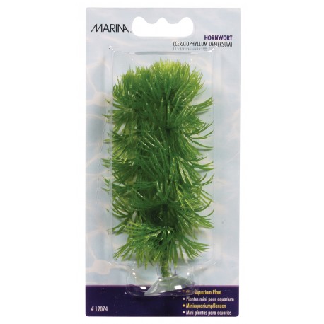 Planta 10cm Marina HornWort blister