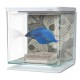 AQUARIO KIT P/BETTAS 2 Lt. SKULL