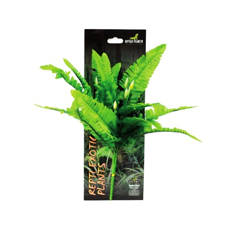 PLANTA REPTI EXOTIC, NEOPHNOLEPIS CORDIFOOLIA