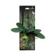 PLANTA REPTI EXOTIC, PHALAENOPSIS AMABILIS