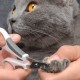 KIT DE BELLEZA PARA GATOS DE PELO CORTO | CATIT